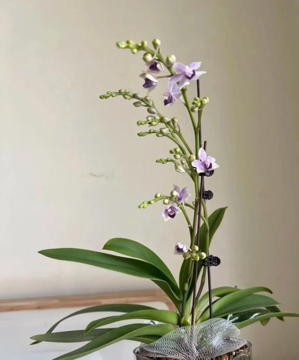 巨人配资 北京一女子养蝴蝶兰，用花箭扦插，一根变多盆，真的“成精”了～